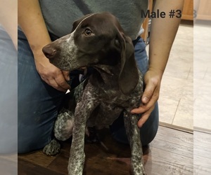 German Shorthaired Pointer Puppy for sale in BERESFORD, SD, USA