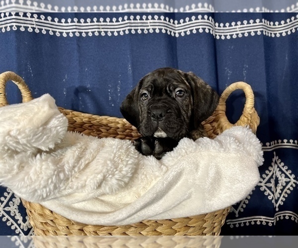 Medium Photo #6 Cane Corso Puppy For Sale in VOLUNTOWN, CT, USA