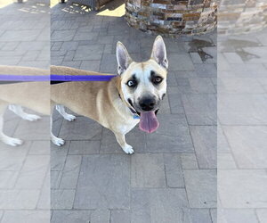 HARPER - Female Mutt Dog for Adoption - Photo #5