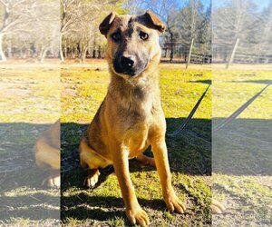 Mutt Dogs for adoption in Holly Springs, NC, USA