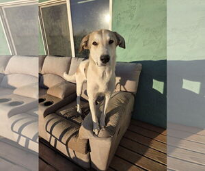 Mutt Dogs for adoption in Chandler, AZ, USA