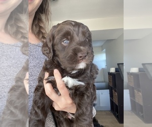Golden Mountain Doodle Puppy for sale in BERTHOUD, CO, USA