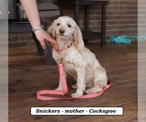 Mother of the Cockapoo (Miniature) puppies born on 02/11/2026