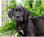 Small Photo #77 Great Dane Puppy For Sale in WAKARUSA, IN, USA
