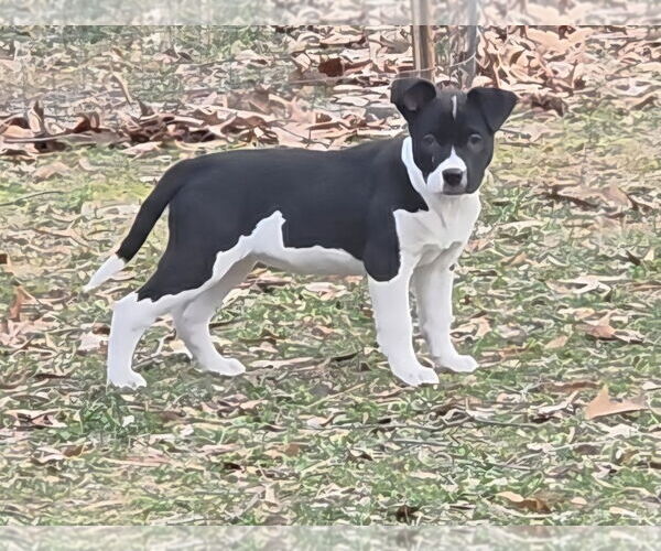 Medium Photo #3 American Pit Bull Terrier-American Staffordshire Terrier Mix Puppy For Sale in Chester, VA, USA