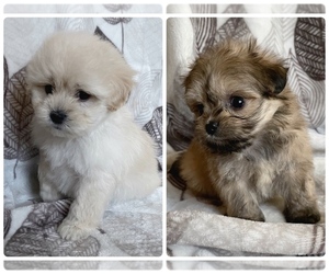 Morkie Puppy for sale in CAMARILLO, CA, USA