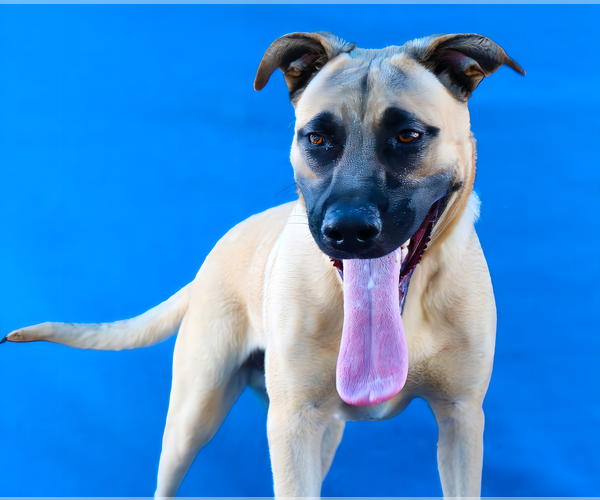 Medium Photo #1 Mutt Puppy For Sale in Pasadena, CA, USA