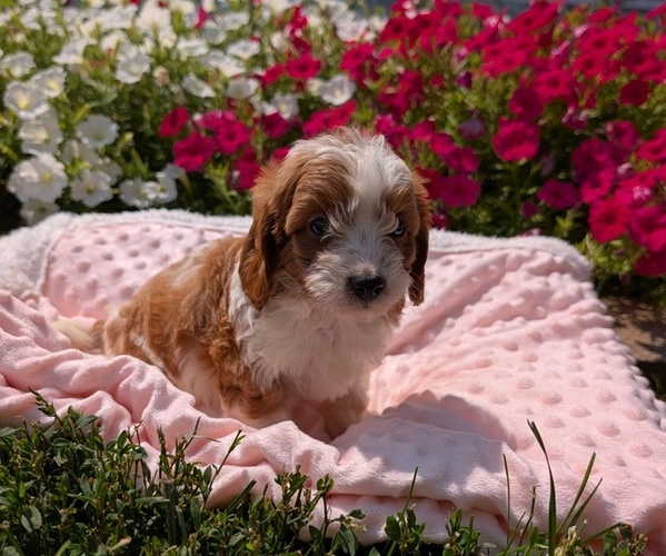 Medium Photo #24 Cavapoo Puppy For Sale in GOSHEN, IN, USA