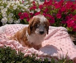 Small Photo #24 Cavapoo Puppy For Sale in GOSHEN, IN, USA