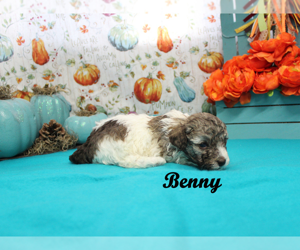 Medium Photo #14 Poodle (Toy) Puppy For Sale in CHANUTE, KS, USA