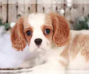 Cavalier King Charles Spaniel Puppy for sale in MOUNT VERNON, OH, USA