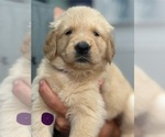 Puppy Purple Golden Retriever