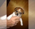 Small Photo #6 Cheeks Puppy For Sale in MOUNT DORA, FL, USA