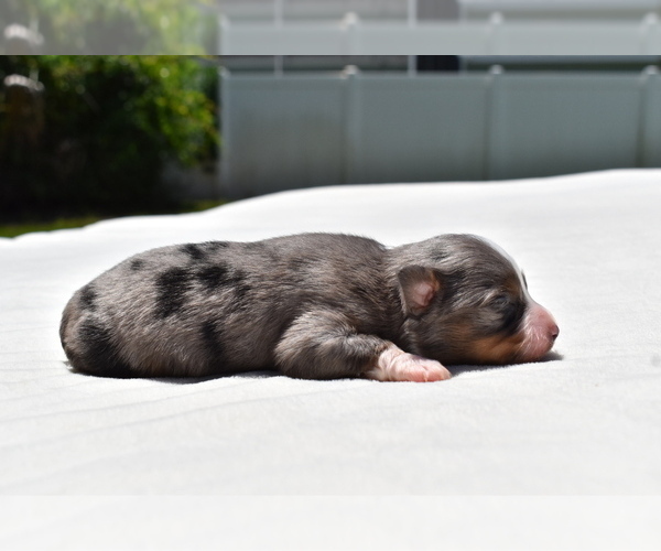 Medium Photo #3 Miniature Australian Shepherd Puppy For Sale in PALM COAST, FL, USA