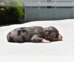 Small #2 Miniature Australian Shepherd