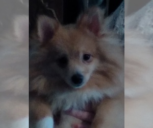 Pomeranian Puppy for sale in BATESBURG-LEESVILLE, SC, USA