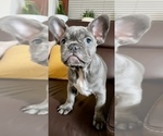 Small Photo #6 French Bulldog Puppy For Sale in PALATINE, IL, USA