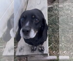 Small #2 Basschshund