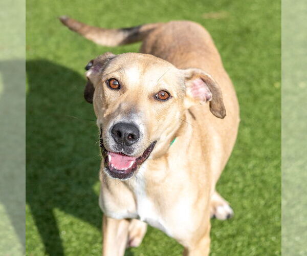 Medium Photo #1 Labrador Retriever-Unknown Mix Puppy For Sale in Hilton Head, SC, USA