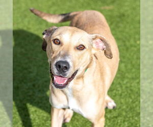 Labrador Retriever-Unknown Mix Dogs for adoption in Hilton Head, SC, USA