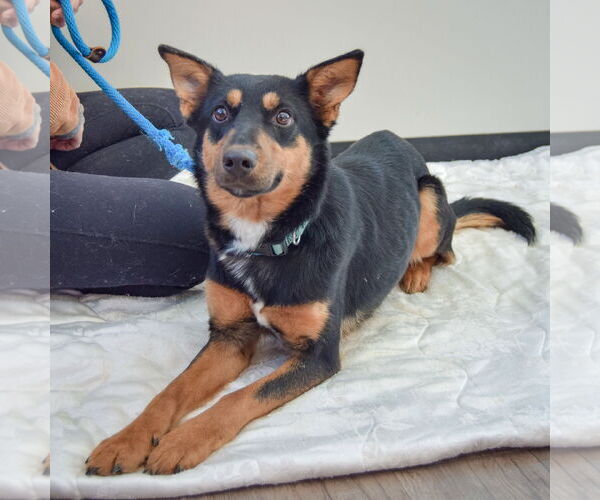 Medium Photo #4 Australian Kelpie-German Shepherd Dog Mix Puppy For Sale in Huntley, IL, USA