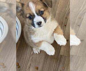 Augi Puppy for sale in BRIGGSDALE, CO, USA