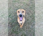 Small #10 Mutt
