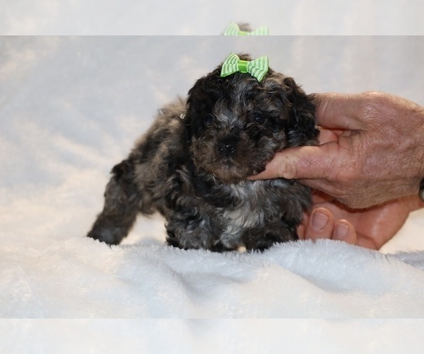 Medium Photo #6 ShihPoo Puppy For Sale in DYERSBURG, TN, USA
