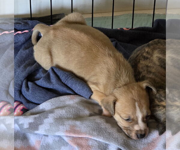 Medium Photo #2 Mutt Puppy For Sale in Holly Springs, NC, USA