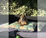 Small #2 Chihuahua Mix