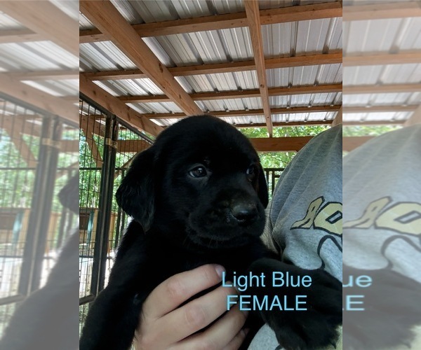Medium Photo #13 Labrador Retriever Puppy For Sale in ROCKMART, GA, USA