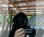 Small #12 Labrador Retriever