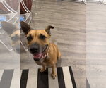 Small #2 Mutt