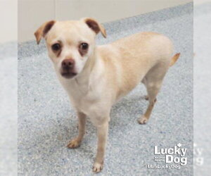 Chihuahua-Unknown Mix Dogs for adoption in Washington, DC, USA