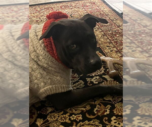 Medium Photo #2 American Pit Bull Terrier-Unknown Mix Puppy For Sale in Ocala, FL, USA