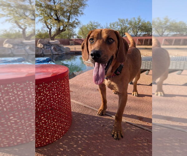 Medium Photo #23 Mutt Puppy For Sale in Vail, AZ, USA