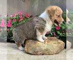 Small #3 Pembroke Welsh Corgi