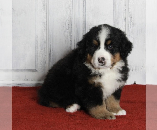 Medium Photo #2 Bernese Mountain Dog Puppy For Sale in FREDERICKSBURG, OH, USA