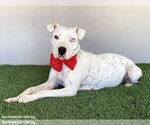 Small #2 American Pit Bull Terrier Mix