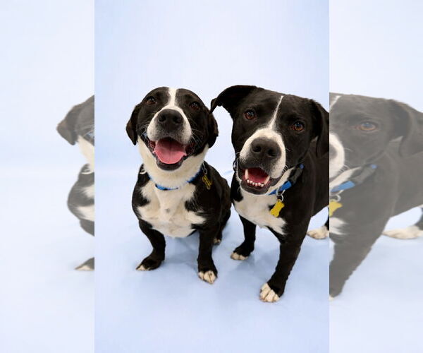 Medium Photo #4 Mutt Puppy For Sale in Sandy, UT, USA