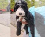 Small Photo #16 Bernedoodle Puppy For Sale in CAMDEN, SC, USA
