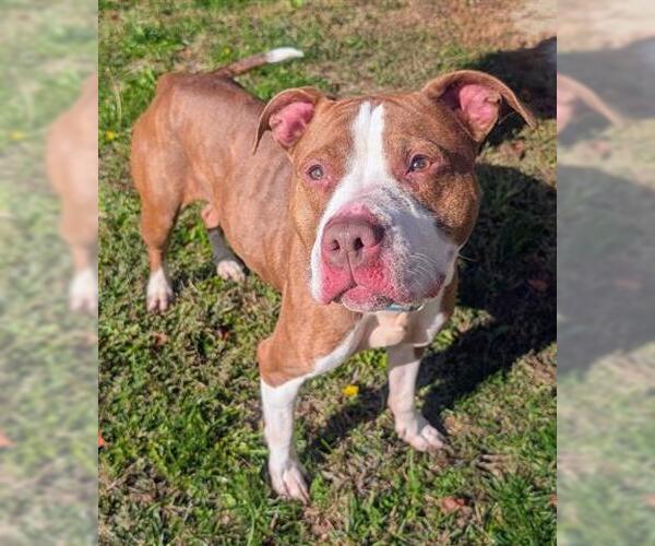 Medium Photo #1 American Pit Bull Terrier Puppy For Sale in Akron, OH, USA