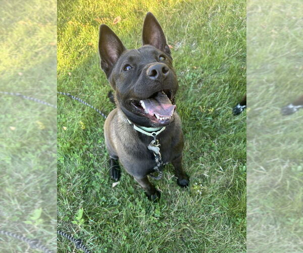 Medium Photo #23 Mutt Puppy For Sale in Boston, MA, USA