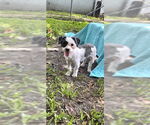 Small #2 Shih Tzu