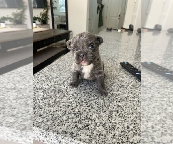 Medium Photo #2 French Bulldog Puppy For Sale in FOLSOM, CA, USA