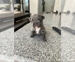 Small #1 French Bulldog