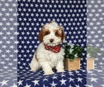 Small Photo #5 Poodle (Toy) Puppy For Sale in LEOLA, PA, USA