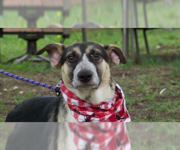 Medium Photo #1 Mutt Puppy For Sale in Brewster, NY, USA