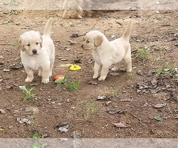 Medium Photo #3 Golden Retriever Puppy For Sale in SALISBURY, NC, USA