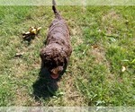 Small Photo #4 Goldendoodle Puppy For Sale in LAVONIA, GA, USA